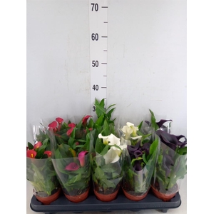 Zantedeschia   ...mix