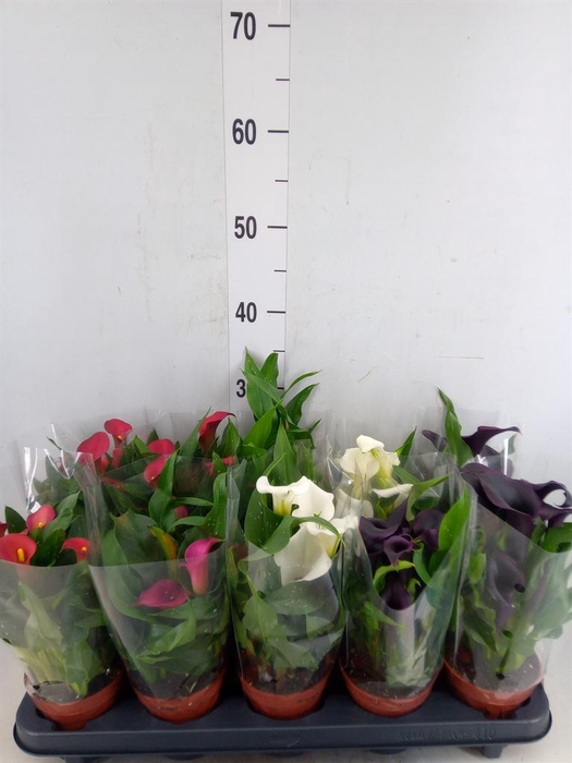 <h4>Zantedeschia   ...mix</h4>