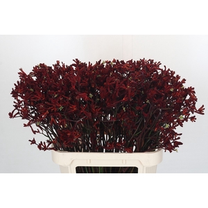 Kangaroo Paw Bush Ruby