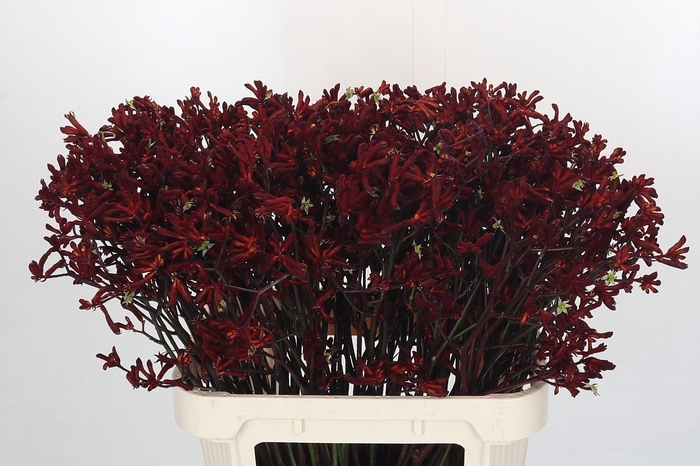 <h4>Kangaroo Paw Bush Ruby</h4>