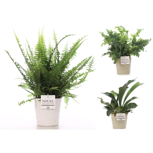 <h4>Varens gemengd in P&PURE Juliette ceramics ass. 2</h4>