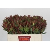 Leucadendron Highlight