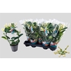 Stephanotis Fleur Parfum 3-4
