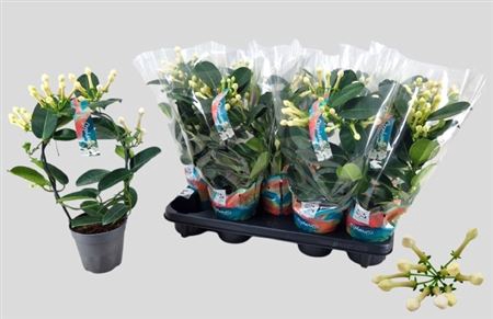 Stephanotis Fleur Parfum 3-4