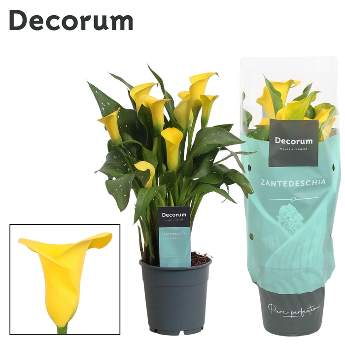 <h4>Zantedeschia (Calla) Geel (Decorum)</h4>