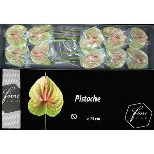 ANTH PISTACHE ANTHURIUM PISTACHE