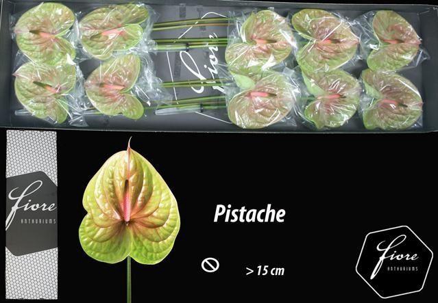 <h4>ANTH PISTACHE ANTHURIUM PISTACHE</h4>