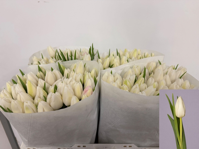 <h4>TU EN SNOWBOARD</h4>