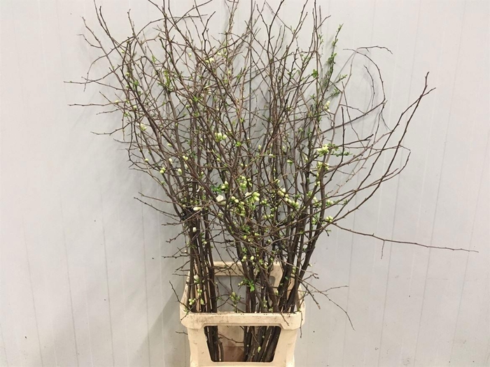 <h4>CHAENOMELES OV</h4>