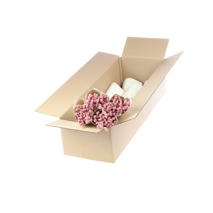 <h4>Phalaris pink misty</h4>