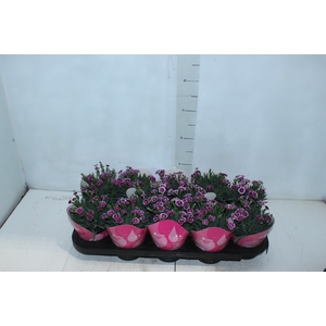 DIANTHUS PINK KISSES P11