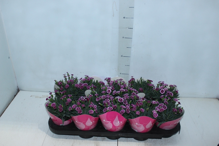 <h4>DIANTHUS PINK KISSES P11</h4>