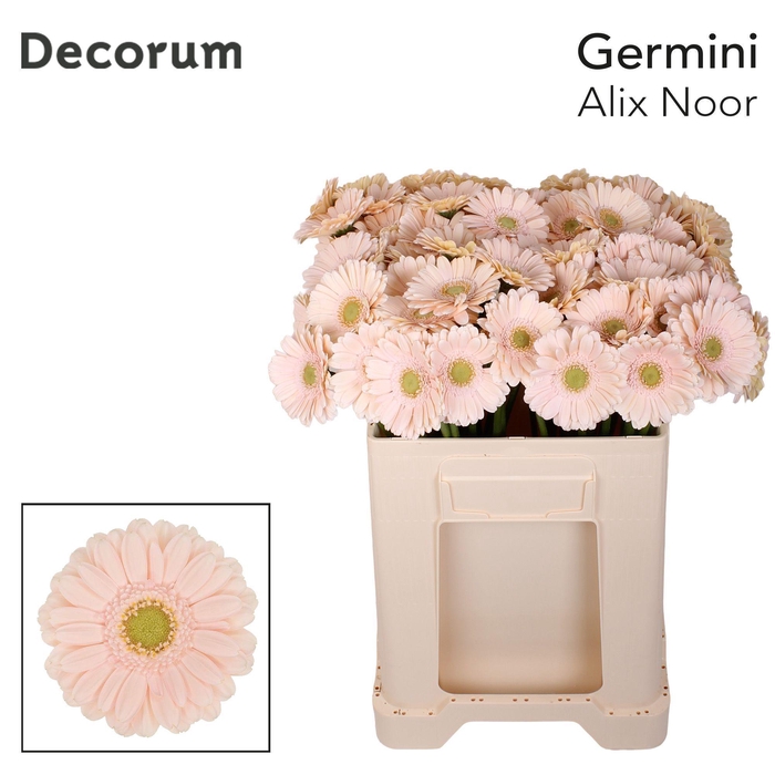 <h4>Germini Alix-Noor Water</h4>
