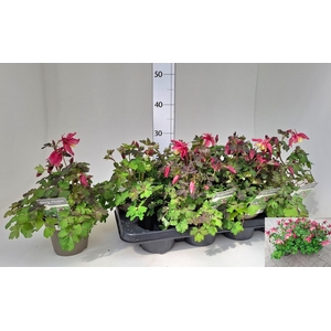 AQUIL CAERULEA RED P13