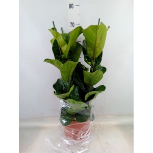 Ficus lyrata 'Bambino'