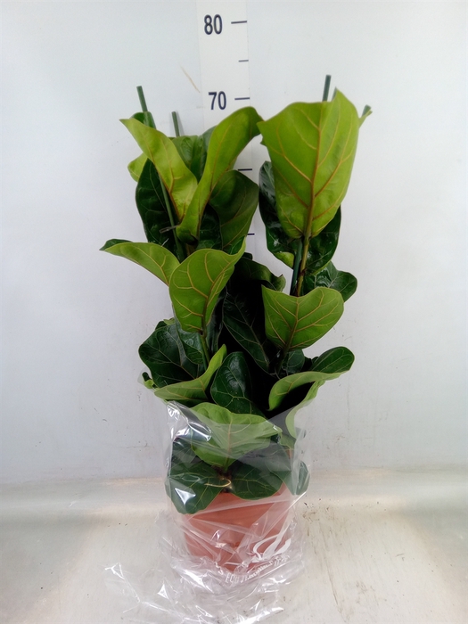 <h4>Ficus lyrata 'Bambino'</h4>