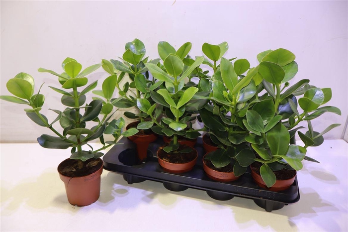 <h4>arr8 Clu Ro Princess</h4>