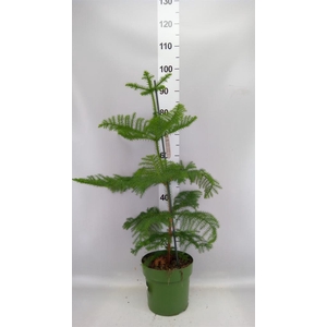 Araucaria heterophylla