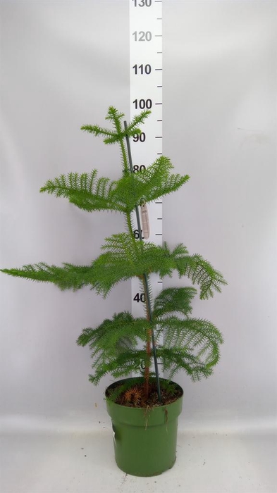 <h4>Araucaria heterophylla</h4>