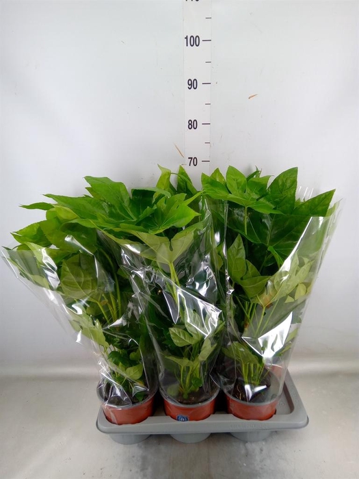 <h4>Fatsia japonica   ...</h4>