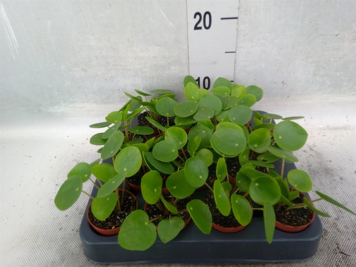 Pilea peperomoides