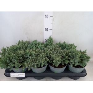 Juniperus squamata 'Blue Star'