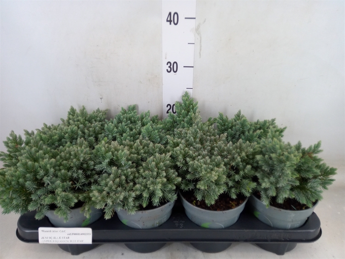 <h4>Juniperus squamata 'Blue Star'</h4>