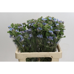 Oxypetalum Tweedia Blue