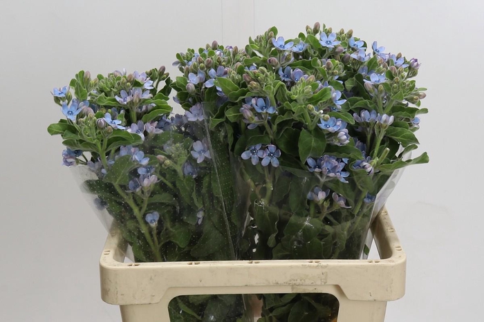 <h4>Oxypetalum Tweedia Blue</h4>