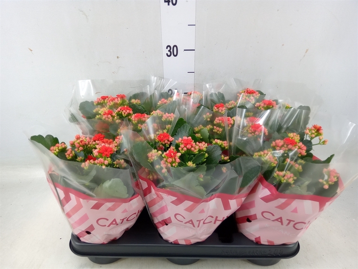 <h4>Kalanchoe blos. 'RosDon Amador'</h4>