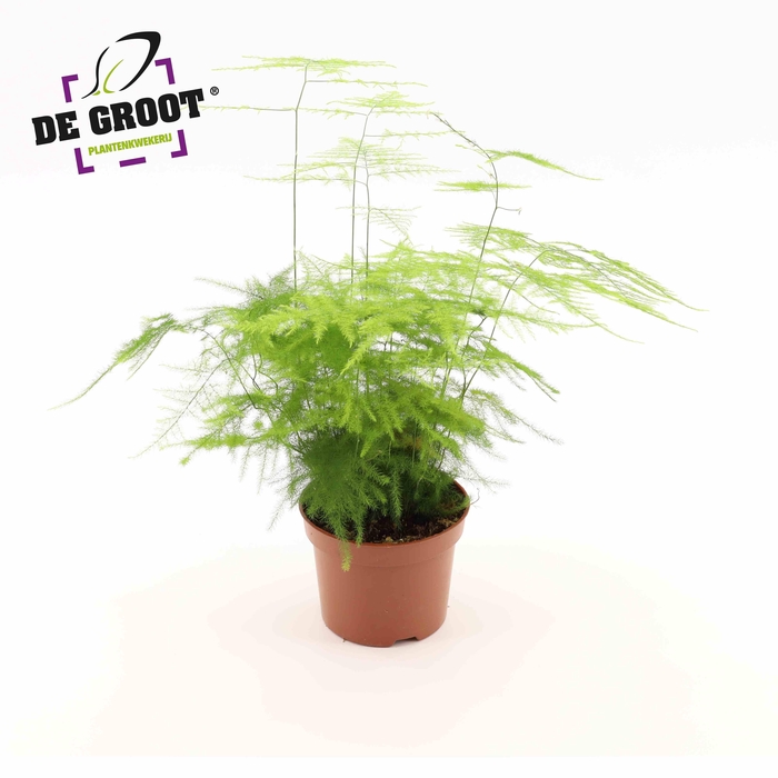 <h4>Asparagus Setaceus 'Plumosus'</h4>