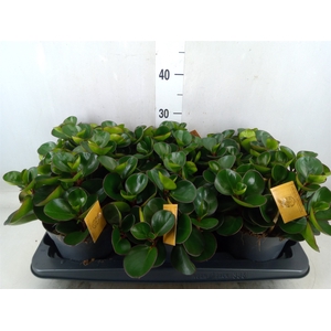 Peperomia obt. 'Burning Bush