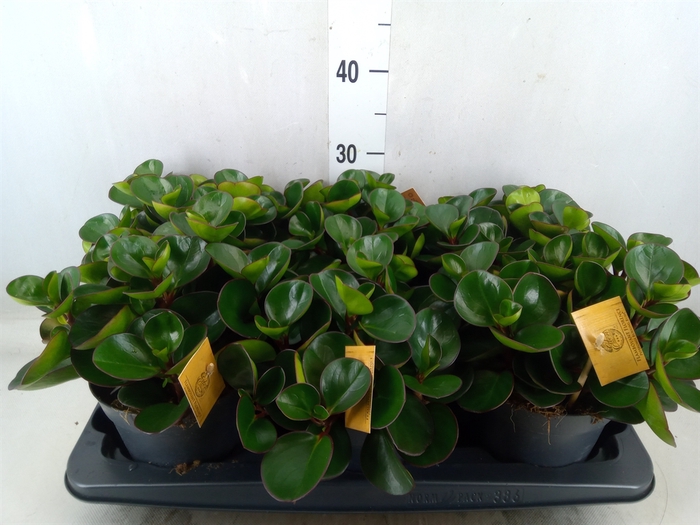 <h4>Peperomia obt. 'Burning Bush</h4>