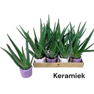 ARR SUCCULENTEN