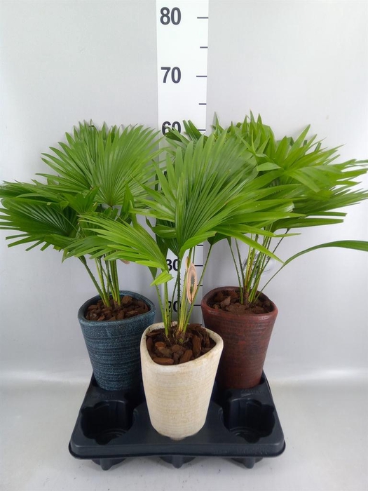 <h4>Livistona rotundifolia</h4>