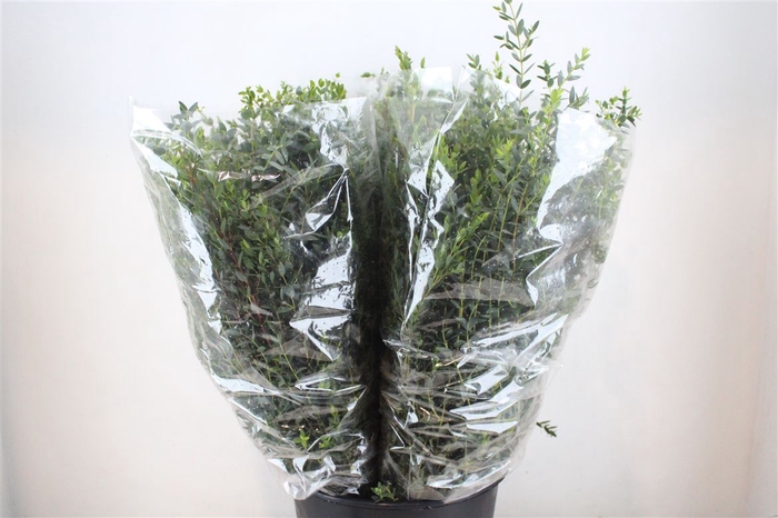 <h4>Euca Parvifolia 200gr P Bunch</h4>