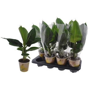 MUSA TROPICANA