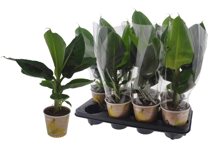 <h4>MUSA TROPICANA</h4>