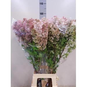 SYR HY MAIDENS BLUSH