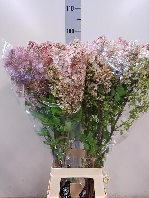 <h4>SYR HY MAIDENS BLUSH</h4>