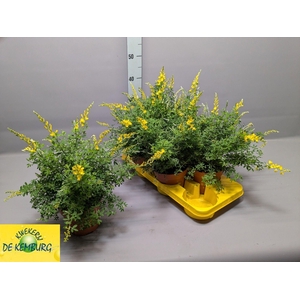 GENISTA X SP