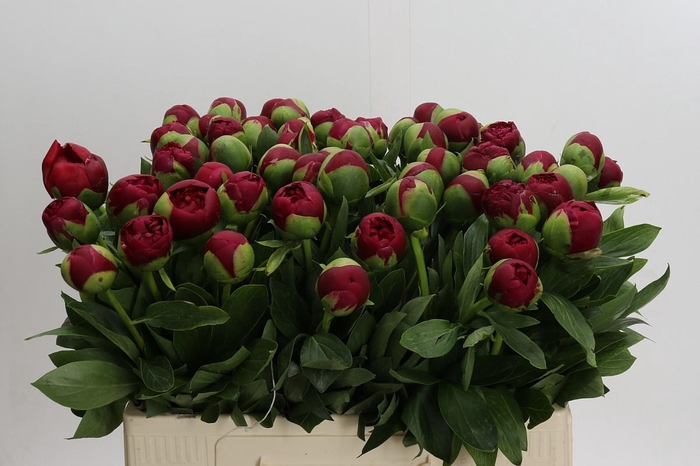 <h4>Paeonia Diana Parks</h4>