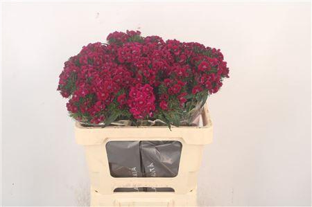 <h4>Di Barb Breanthus Elmo Purple</h4>