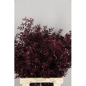 DF Ruscus 70cm Bs Bordeaux