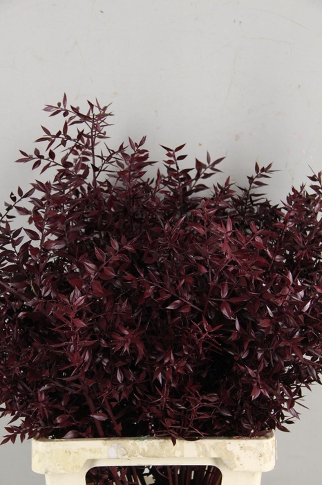 <h4>DF Ruscus 70cm Bs Bordeaux</h4>