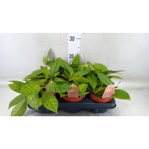 Hoya callistophylla 'KAL 16'