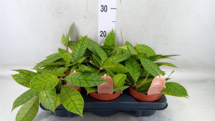 <h4>Hoya callistophylla 'KAL 16'</h4>