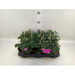 Pelargonium pelt.   ...