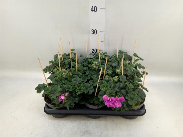 <h4>Pelargonium pelt.   ...</h4>