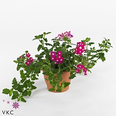 Concrete Pot Old Green/red 24x20cm